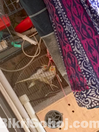 ১ জোড়া ককাটেল পাখি বিক্রি করা হবে